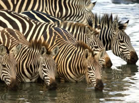 Informations pratiques sur les safaris en Tanzanie et les s&eacute;jours &agrave; Zanzibar - T&eacute;l&eacute;phone, climat, formalit&eacute;s, sant&eacute;, vaccins, monnaie, pourboires, marchandage, shopping, &eacute;lectricit&eacute;, prises &eacute;lectriques, diff&eacute;rentes r&eacute;serves du Nord et du Sud, v&eacute;hicules de safaris, conseils sur les affaires personnelles &agrave; emporter dans les bagages... - Absolu Voyages