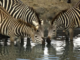 Safari privatif &agrave; la carte dans le Nord de la Tanzanie : Ngorongoro, Serengeti, Tarangire et Manyara - Plusieurs niveaux de lodge au choix - Absolu Voyages