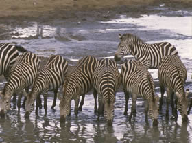 Safari - aventure &agrave; la carte en camping sous tente et 4x4 privatif dans le Nord de la Tanzanie : Ngorongoro, Serengeti et Manyara - Absolu Voyages