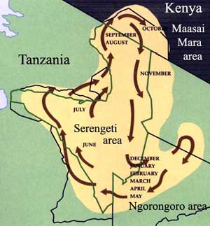 Carte de la migration des gnous et des z&egrave;bres dans le Serengeti et le Masai Mara (Tanzanie et Kenya - Afrique de l'Est)