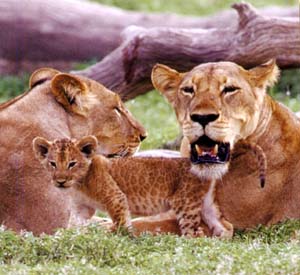 Safari &agrave; la carte dans le Sud de la Tanzanie, dans la r&eacute;serve de Selous au Rufiji River Camp - Absolu Voyages