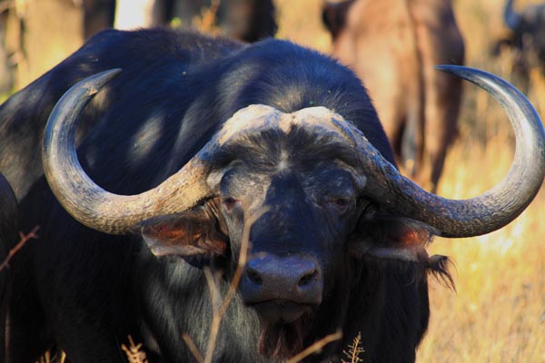 quels animaux forment les big five