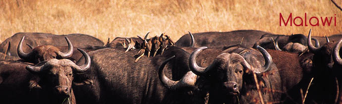 Informations pratiques sur les safaris au Malawi - Absolu Voyages