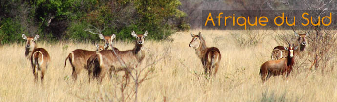 Antilopes - Absolu Voyages