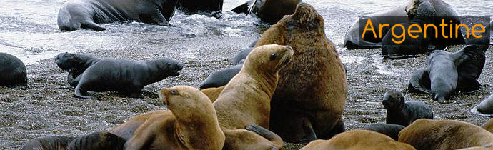 Lion de Mer d'Argentine - Absolu Voyages