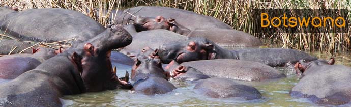 Absolu Voyages - Informations pratiques sur les voyages et les safaris au Botswana et dans le delta de l'Okavango - r&eacute;serves de Moremi, Chobe, Savuti (Savute), Linyanti, Kwando, Kalahari... - Prises &eacute;lectriques, monnaie, pourboire, marchandage, migrations entre les r&eacute;serves...