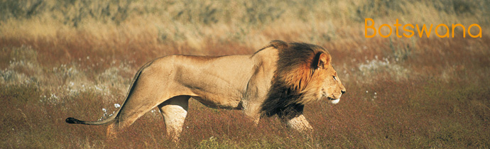 Botswana / Savuti - Chobe - Safari camping en tentes mobiles de luxe dans la r&eacute;serve de Savuti (Savute), c&eacute;l&egrave;bre pour ses lions qui chassent les &eacute;l&eacute;phants - L'intensit&eacute; du safari traditionnel d'Out of Africa - (Savuti under canvas - Afrique Australe) - Absolu Voyages