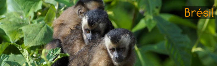 Singe d'amazone
