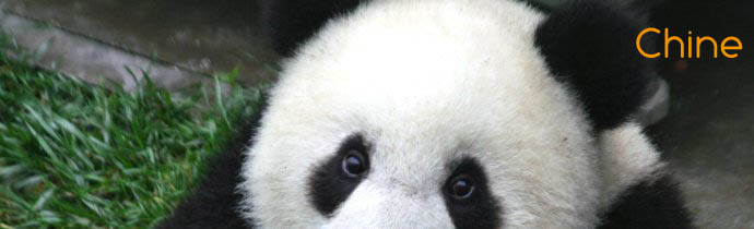 Panda - Absolu Voyages