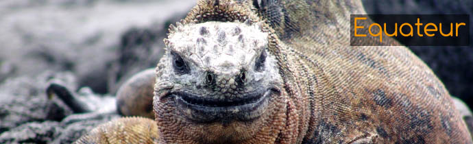 Iguane des mers - Absolu Voyages