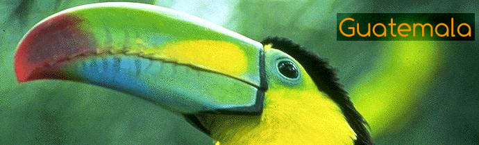 Toucan du Guatemala - Absolu Voyages