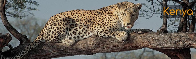Informations pratiques sur les safaris au Kenya - Carte des principales r&eacute;serves, &eacute;lectricit&eacute;, prises &eacute;lectriques, vaccins, visa, formalit&eacute;s, d&eacute;calage horaire - Absolu Voyages