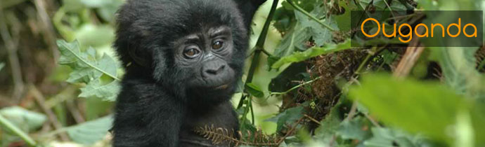 Voyage d'aventure safari en Ouganda - Aux sources du Nil et safaris &agrave; la recherche des derniers gorilles des montagnes et des chimpanz&eacute;s - Absolu Voyages
