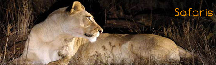 Absolu Voyages - Informations et conseils pratiques sur les safaris en Afrique - Photo, vid&eacute;o, bagages, devises, pourboires, traditions... - Afrique du Sud, Botswana, Namibie, Zambie, Mozambique, Malawi, Tanzanie, Kenya, Zanzibar, Mozambique