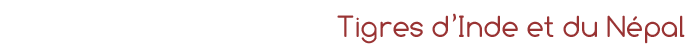 Voyage individuel privatif en voiture avec chauffeur privatis&eacute; en Inde - Tigres d'Inde et du N&eacute;pal, safari &agrave; la recherche des derniers tigres du Bengale dans les r&eacute;serves de Kanha, Chitwan et Bandhavgarh, et visite des temples de Khajuraho, de  B&eacute;nares (Varanasi) et Katmandou - Absolu Voyages