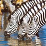Absolu Voyages - Le sp&eacute;cialiste du safari et du voyage &agrave; la carte en Afrique, Asie et Am&eacute;rique Latine